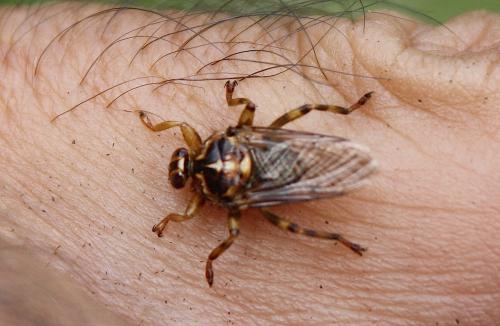 Hippobosca equina